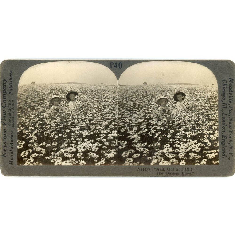 Vintage 1900s Keystone Stereoscope Card "And Oh! And Oh! The Daisies Blow"#19